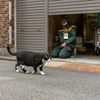 近隣繁華街のねこさん