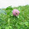 アカツメクサの花が咲いたら〜さあ、行こう〜俺んち〜