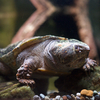 オオアタマガメ Platysternon megacephalum