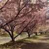 河津桜と菜の花畑。春の息吹を感じます。