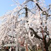 合間に桜