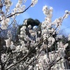 お花見しました(^o^)丿