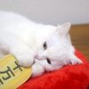 招き猫ポムさんと招き猫の日