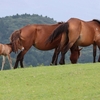 ～🐎🐎岬馬に会いに🐎🐎