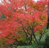 <span itemprop="headline">光悦寺の紅葉</span>