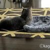 猫飼いは毛色と同色のふかふかマットを選ぶ