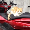 7年前、玉三郎がうちのバイクに乗った日