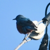 早春の朝鳥（幸運を運ぶ青い鳥、跳鳥＆屠殺人の鳥）に！(^.^)
