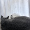 本日休息日〜2日目〜【猫さんと共に】