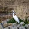 【西湘エリアで探鳥】一年ぶりの＂カワアイサ＂や、今年当たり年の＂レンジャク＂ほか…　　野鳥撮影《第258回目》