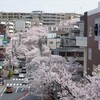 桜満開