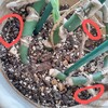 モンステラを早く植え替えたい