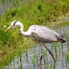 鳥観察記録：アオサギの炎天下での食事