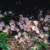 芍薬もそろそろ終わりかな。