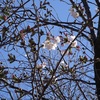 今年の桜の開花は本当に早かった