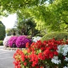 浅野公園　ツツジ満開