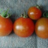 水耕栽培ミニトマト　今晩は４つ収穫できました。