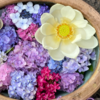 6月の京都でお華見　（＆2023年の記事リンク）