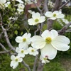庭の花