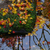 「黄葉＆紅葉」が見ごろを迎えた昭和記念公園でフォトウォークしてきた