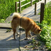 新緑の高清水公園