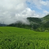 一番茶のホイロ上げとまとめ