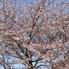 桜🌸さよなら
