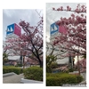 河津桜と梅