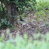 雨に降られて今季初コルリ(大阪城野鳥探鳥 2015/08/29 5:15-12:45)