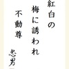 紅白の梅に誘われ不動尊 