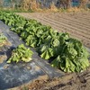 10月蒔き白菜「ほまれの極み(R)」は結球できるのか・・・