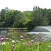 名城公園　花菖蒲・薔薇・紫陽花