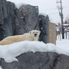 旭山動物園スタッフの思いは届いたか。