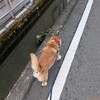 お盆休みの伊豆ドライブ（一碧湖編）