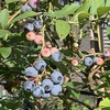 ●昨日、関東梅雨明けです。これから2ヶ月、彼岸まで暑い日が続きます。　　　　　●庭ではブルーベリー実ってきました