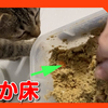 ぬか漬けデビュー！猫の嗅覚でぬかの匂いを嗅いでもらった