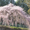 八橋のウバヒガンザクラ