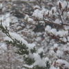 雪が積もった【12/27の日記】