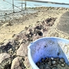 今年初の潮干狩り