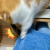 めっちゃお仕事のお邪魔猫さんズ。