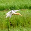 降下するアマサギ