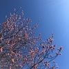 梅かなと思ったら桜だった