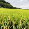  Feeling the coming of autumn in Minuma of Saitama Prefecture