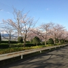 巴川排水路の桜