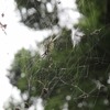 飯山周辺のジョロウグモ