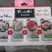 寄せ植え Group Planting カテゴリーの記事一覧 花も団子も Bread And The Songs Of Birds