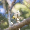 苔の階段や茅葺屋根の本堂が魅力、鎌倉最古の寺院である杉本寺を撮影する