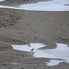 川べりの砂地