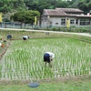 田んぼの草取り