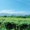 “清里高原の八月” 夏休みの日記・Photo journal